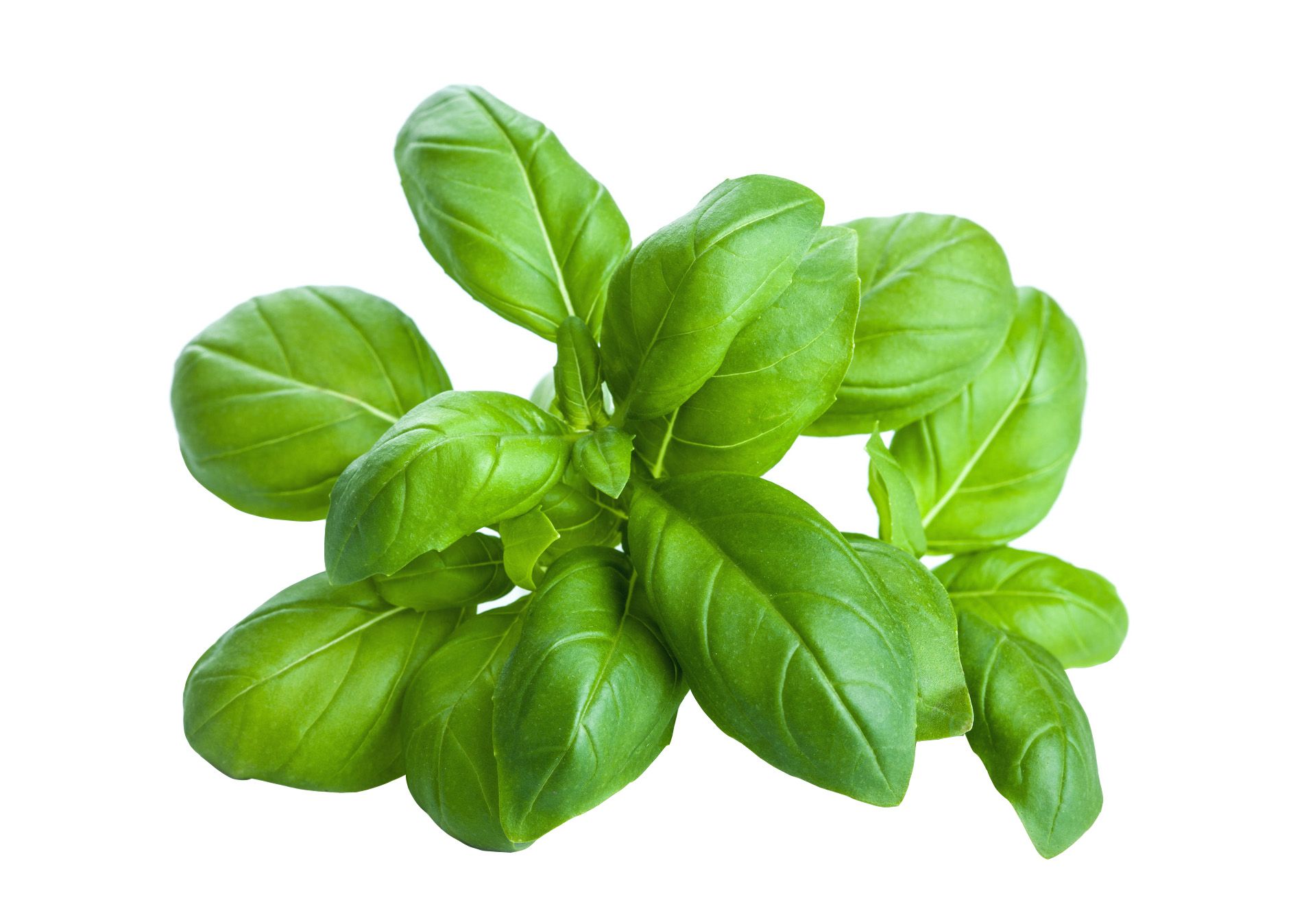Basilico, albaca
Las  Mejores Hierbas Aromáticas y Especias Usadas en la Cocina Italiana y Sus Beneficios