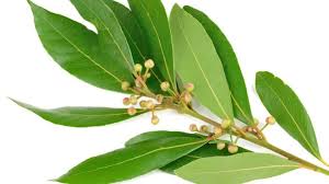 laurel, alloro, 